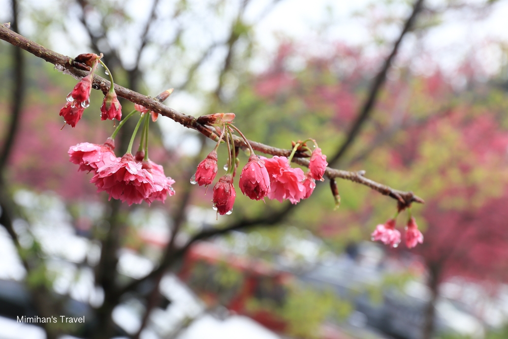 九族文化村八重櫻