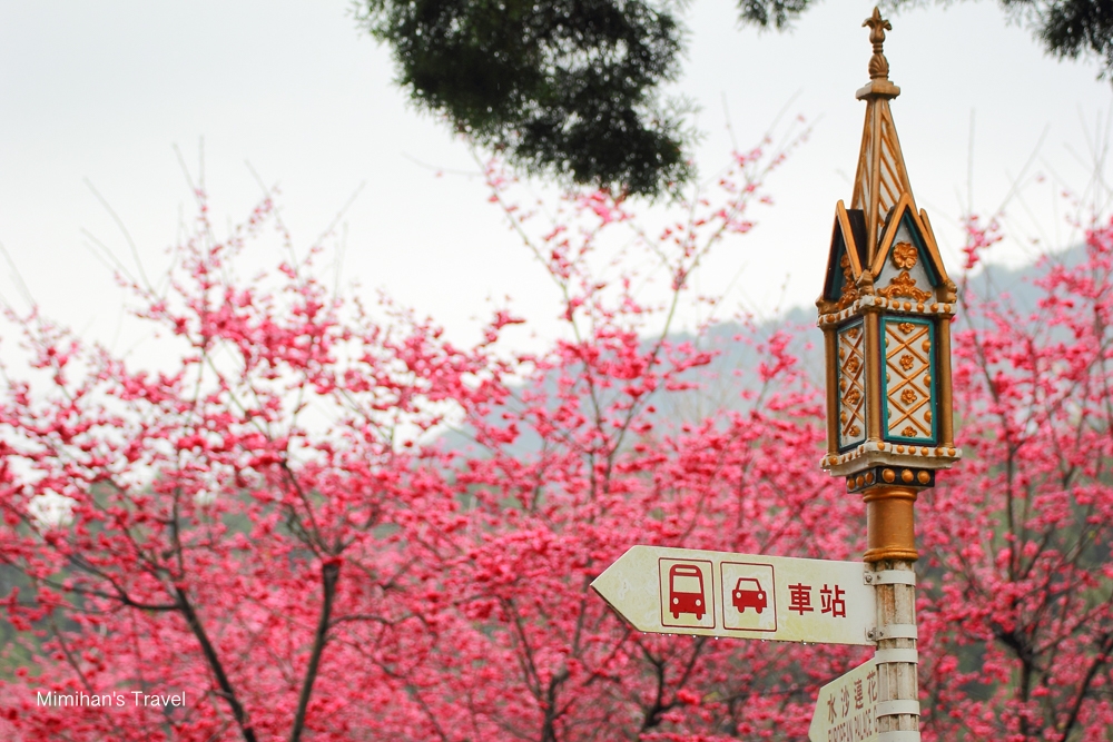 九族文化村櫻花