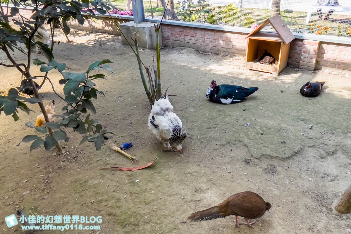[嘉義景點]三隻小豬觀光農場/大草原+多功能溜滑梯+餵食動物+開放式鳥園+親子DIY/好拍好玩的嘉義親子景點推薦