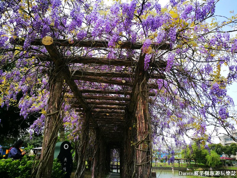 紫藤花桃園