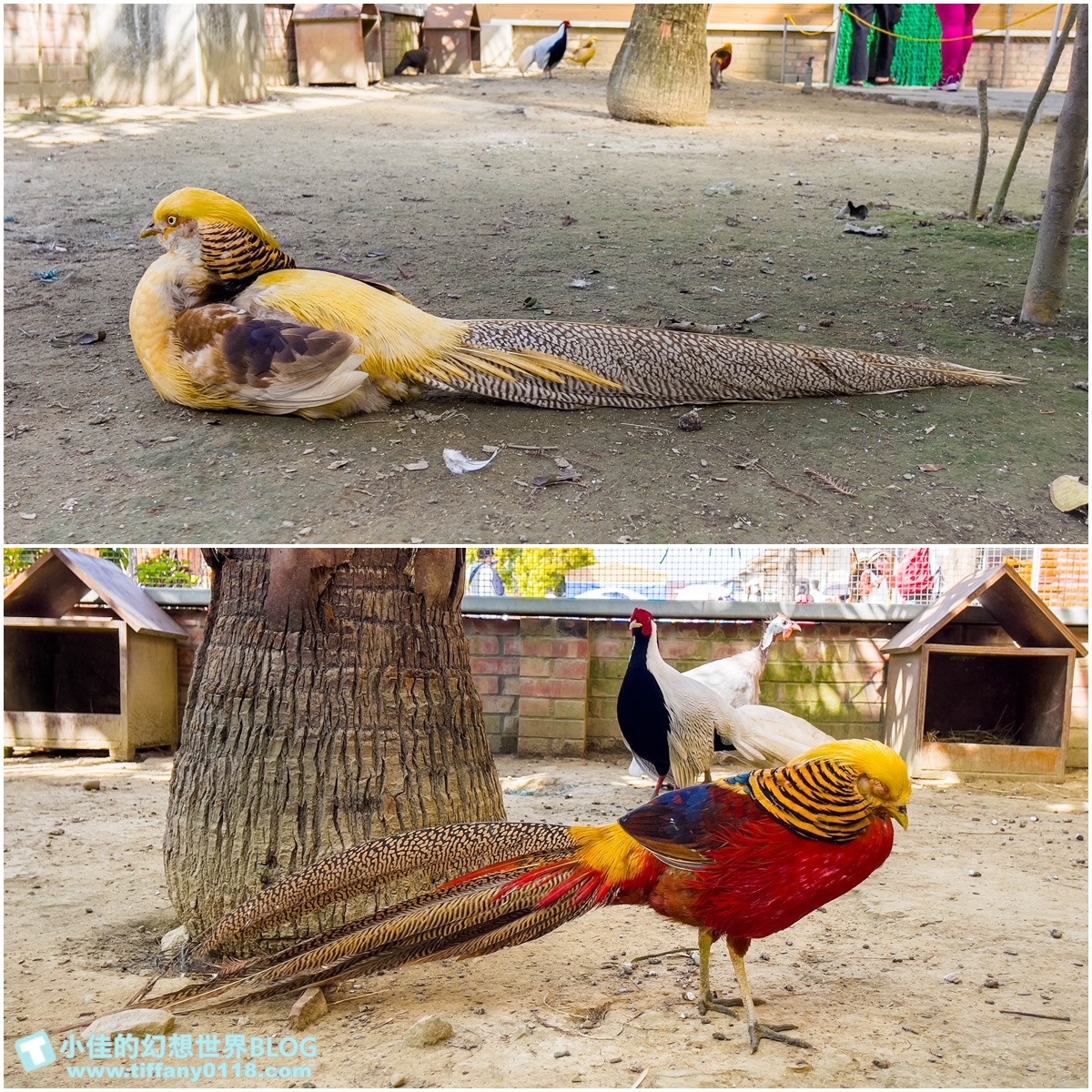 [嘉義景點]三隻小豬觀光農場/大草原+多功能溜滑梯+餵食動物+開放式鳥園+親子DIY/好拍好玩的嘉義親子景點推薦