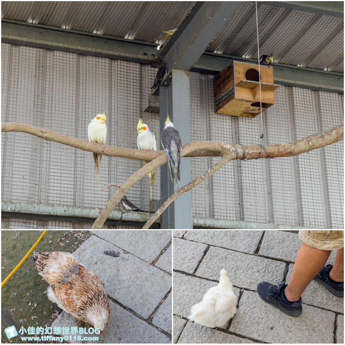 [嘉義景點]三隻小豬觀光農場/大草原+多功能溜滑梯+餵食動物+開放式鳥園+親子DIY/好拍好玩的嘉義親子景點推薦