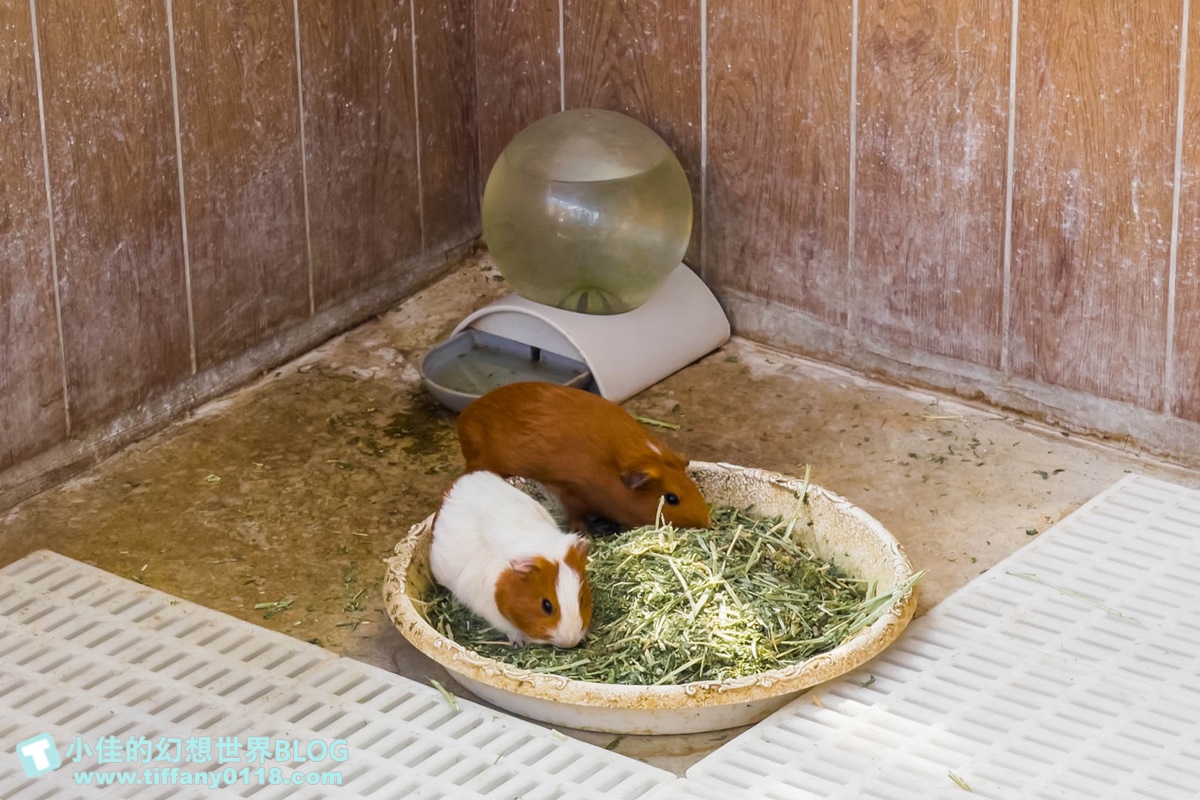 [嘉義景點]三隻小豬觀光農場/大草原+多功能溜滑梯+餵食動物+開放式鳥園+親子DIY/好拍好玩的嘉義親子景點推薦