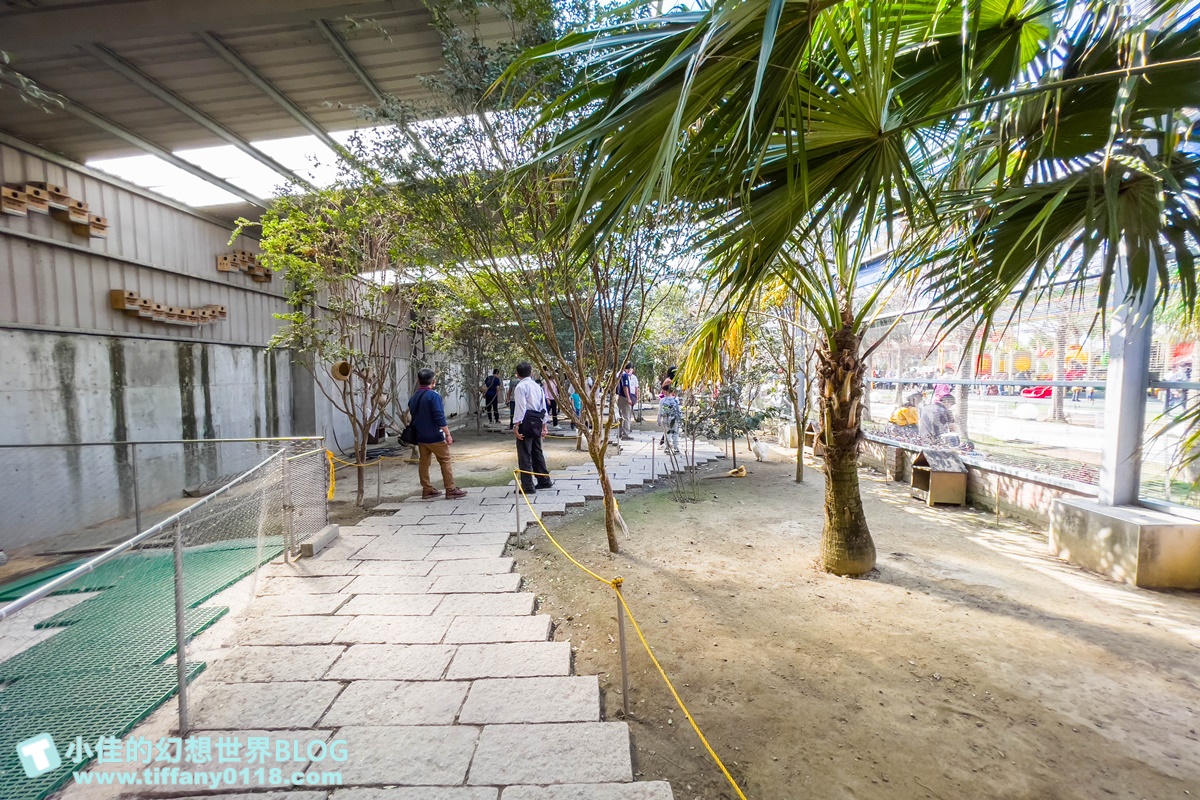 [嘉義景點]三隻小豬觀光農場/大草原+多功能溜滑梯+餵食動物+開放式鳥園+親子DIY/好拍好玩的嘉義親子景點推薦