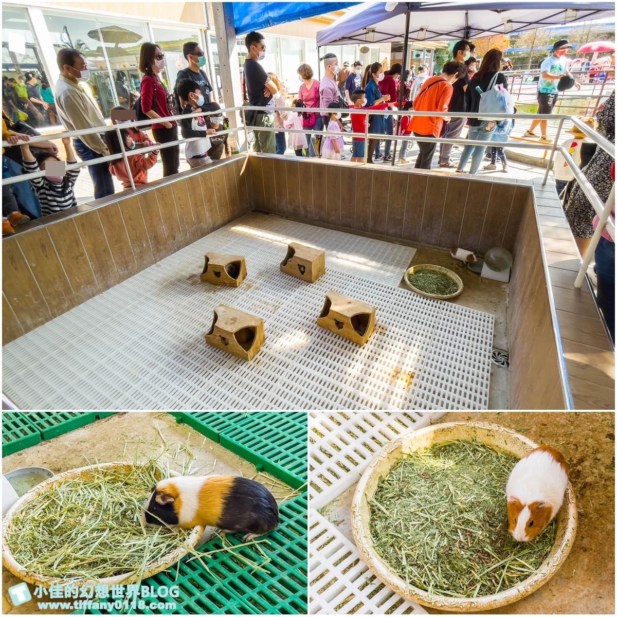 [嘉義景點]三隻小豬觀光農場/大草原+多功能溜滑梯+餵食動物+開放式鳥園+親子DIY/好拍好玩的嘉義親子景點推薦