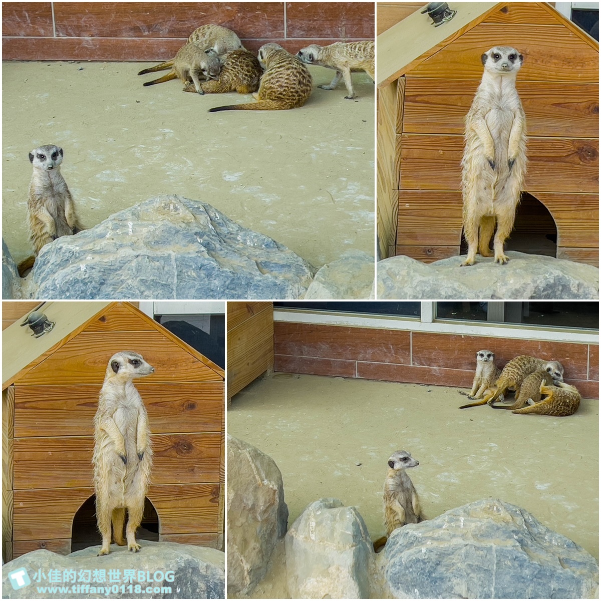 [嘉義景點]三隻小豬觀光農場/大草原+多功能溜滑梯+餵食動物+開放式鳥園+親子DIY/好拍好玩的嘉義親子景點推薦