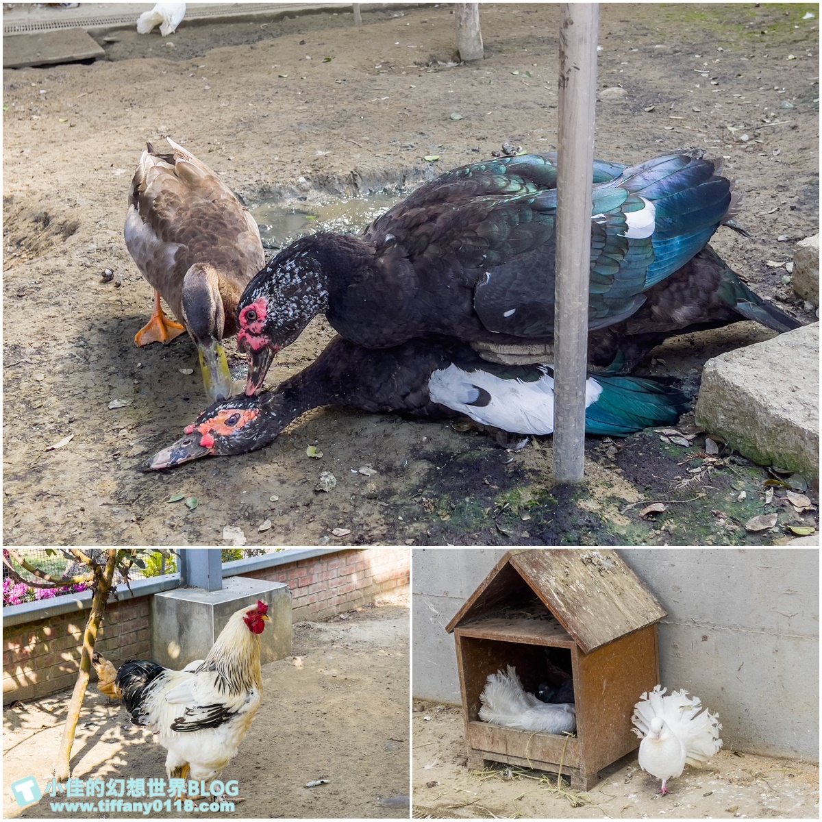 [嘉義景點]三隻小豬觀光農場/大草原+多功能溜滑梯+餵食動物+開放式鳥園+親子DIY/好拍好玩的嘉義親子景點推薦