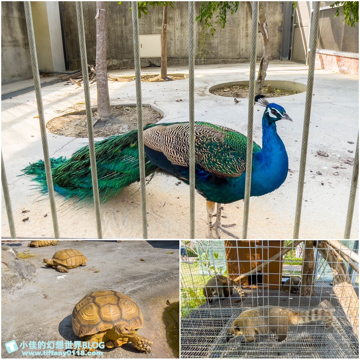 [嘉義景點]三隻小豬觀光農場/大草原+多功能溜滑梯+餵食動物+開放式鳥園+親子DIY/好拍好玩的嘉義親子景點推薦
