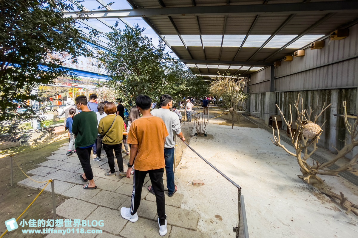 [嘉義景點]三隻小豬觀光農場/大草原+多功能溜滑梯+餵食動物+開放式鳥園+親子DIY/好拍好玩的嘉義親子景點推薦