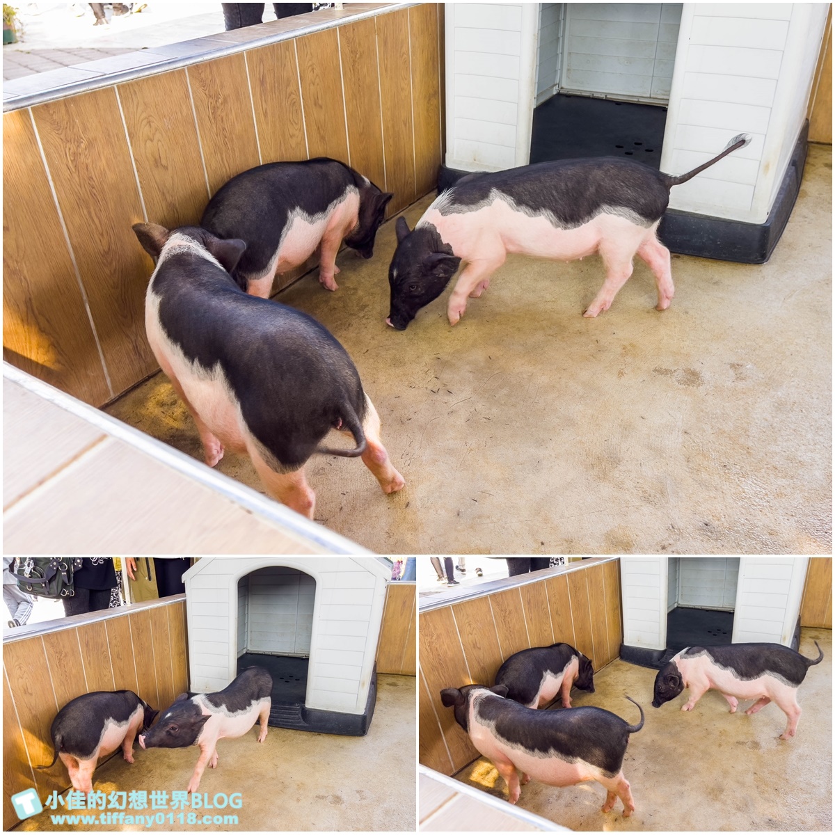 [嘉義景點]三隻小豬觀光農場/大草原+多功能溜滑梯+餵食動物+開放式鳥園+親子DIY/好拍好玩的嘉義親子景點推薦