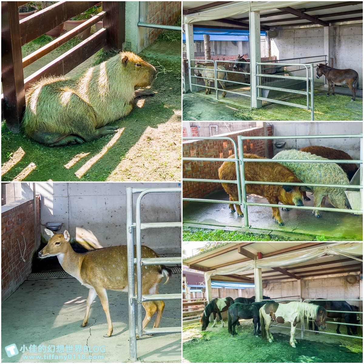 [嘉義景點]三隻小豬觀光農場/大草原+多功能溜滑梯+餵食動物+開放式鳥園+親子DIY/好拍好玩的嘉義親子景點推薦