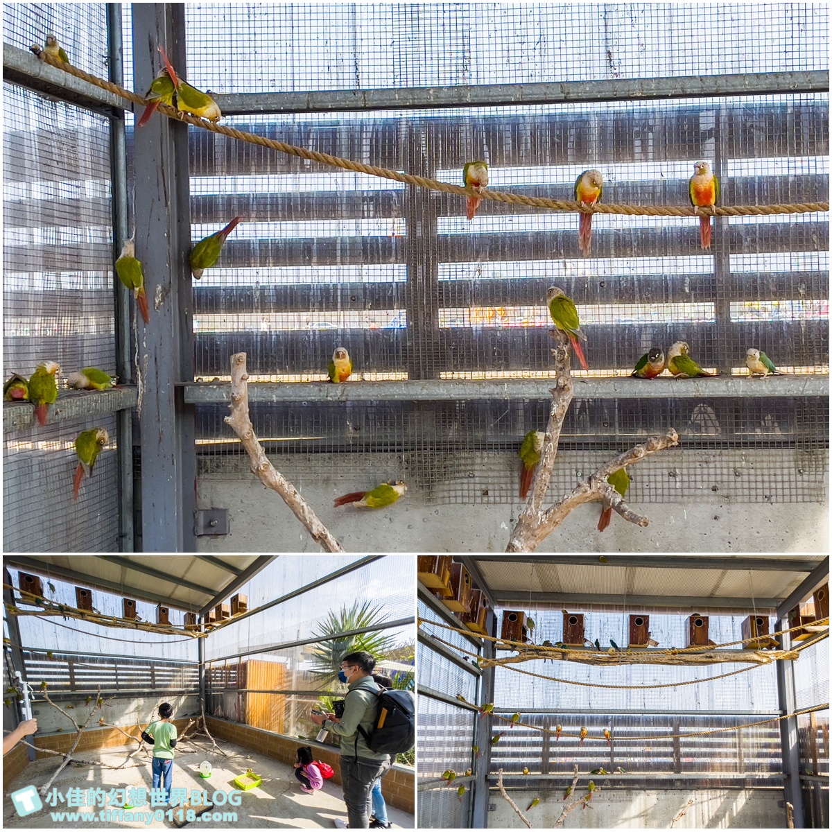 [嘉義景點]三隻小豬觀光農場/大草原+多功能溜滑梯+餵食動物+開放式鳥園+親子DIY/好拍好玩的嘉義親子景點推薦