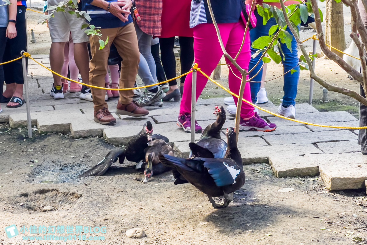 [嘉義景點]三隻小豬觀光農場/大草原+多功能溜滑梯+餵食動物+開放式鳥園+親子DIY/好拍好玩的嘉義親子景點推薦