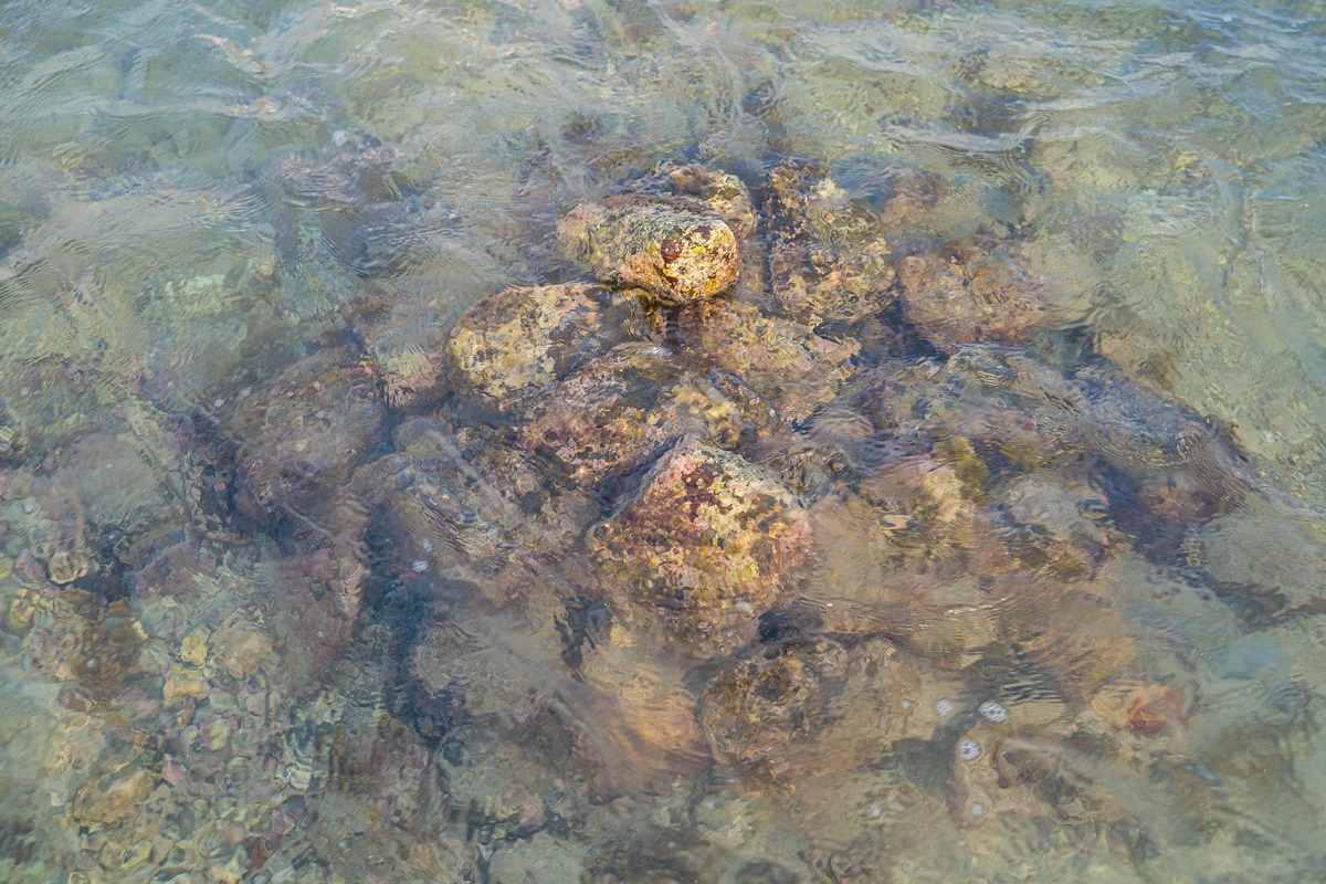 [澎湖行程]阿婆抱墩/全世界唯一的抱墩捕魚法/現抓石斑魚超有趣/澎湖抱墩體驗推薦