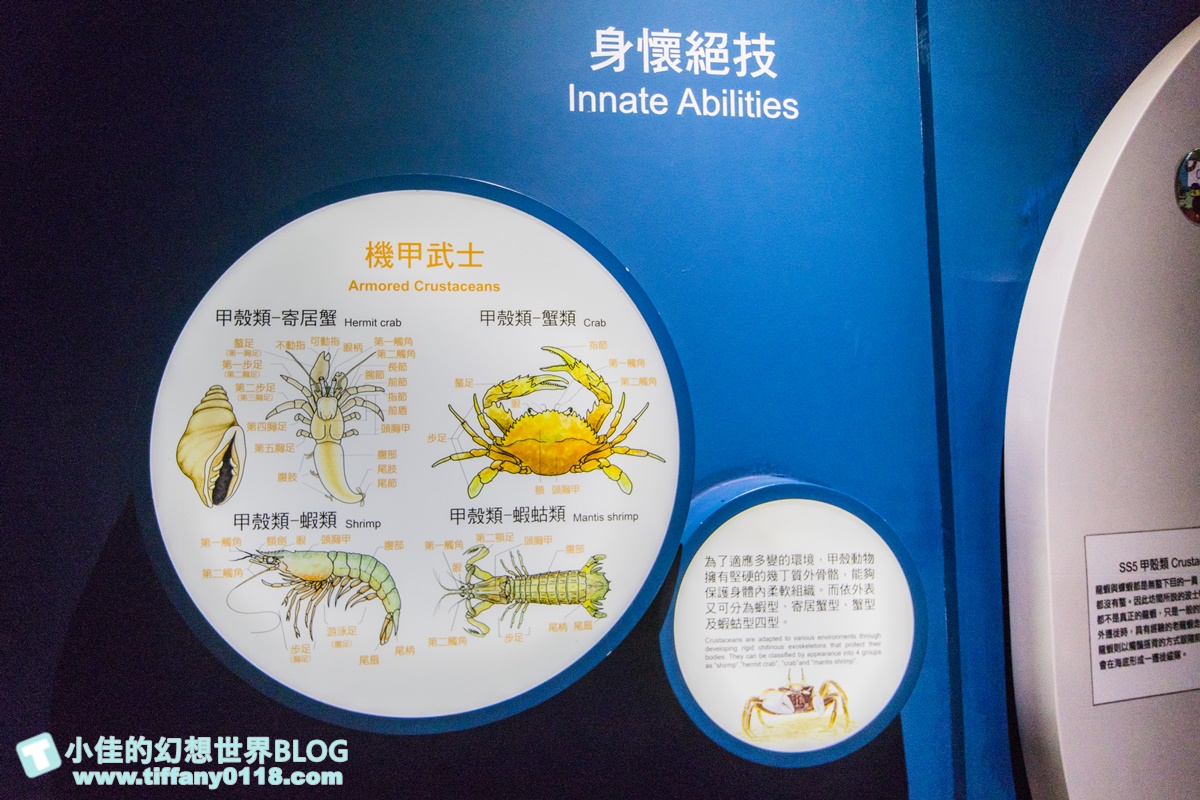 [澎湖景點]2021澎湖水族館全攻略/最優惠門票+活動時間表/超美海底隧道+必看大洋池餵食秀