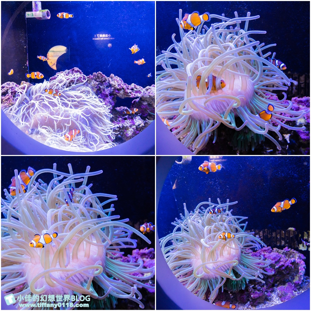 [澎湖景點]2021澎湖水族館全攻略/最優惠門票+活動時間表/超美海底隧道+必看大洋池餵食秀