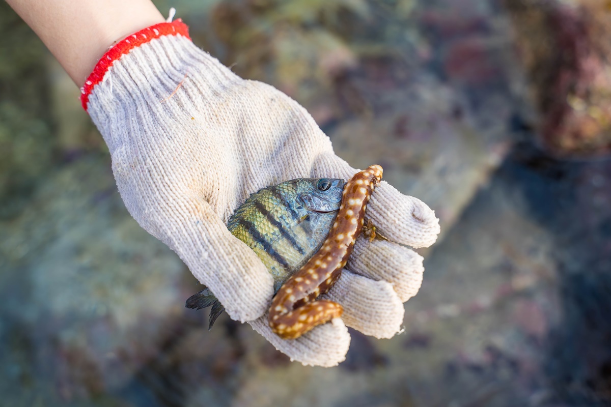 [澎湖行程]阿婆抱墩/全世界唯一的抱墩捕魚法/現抓石斑魚超有趣/澎湖抱墩體驗推薦