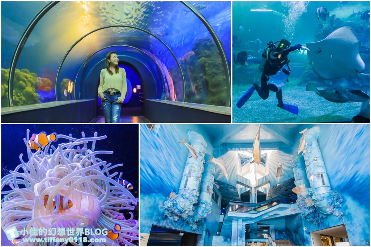 [澎湖景點]2021澎湖水族館全攻略/最優惠門票+活動時間表/超美海底隧道+必看大洋池餵食秀