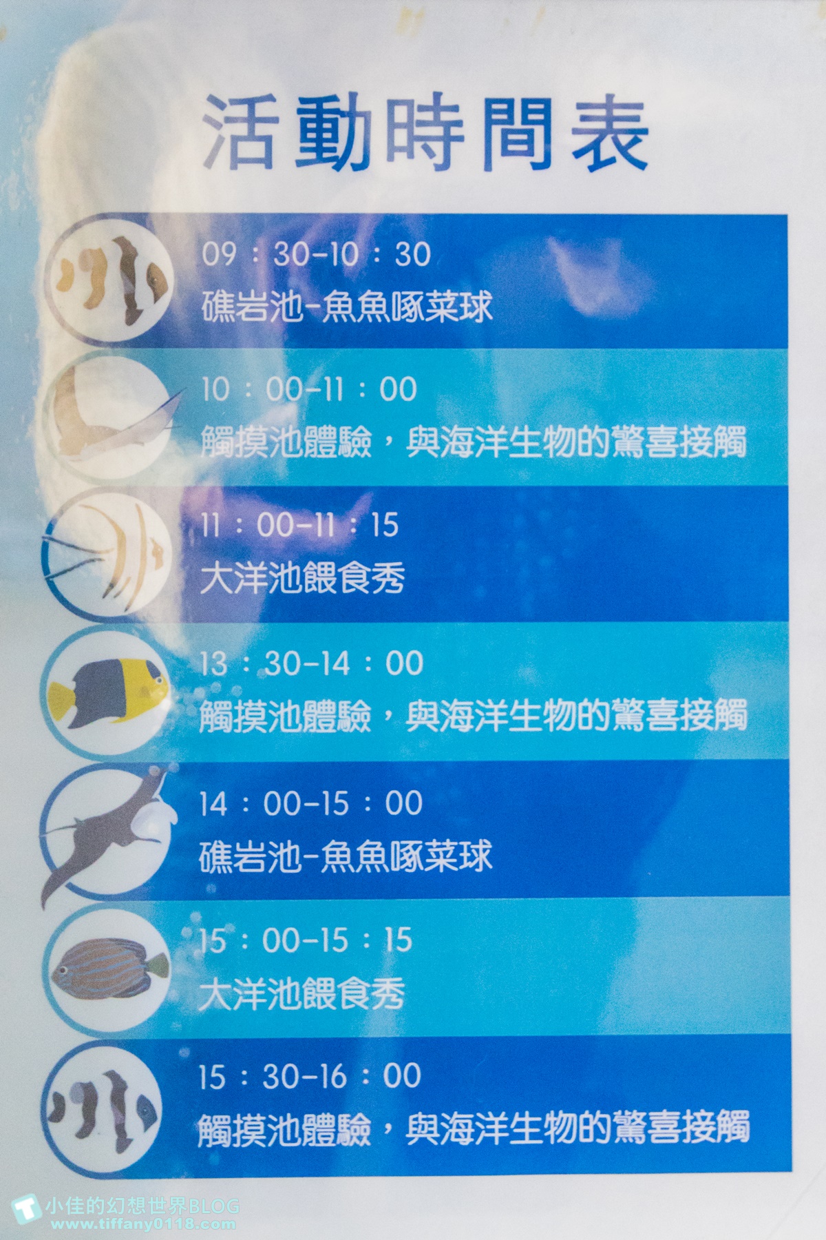 [澎湖景點]2021澎湖水族館全攻略/最優惠門票+活動時間表/超美海底隧道+必看大洋池餵食秀