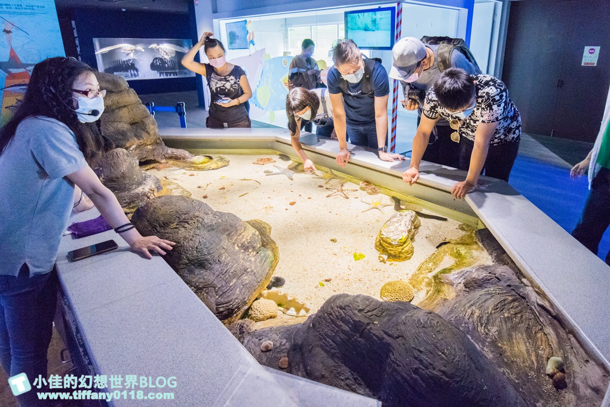 [澎湖景點]2021澎湖水族館全攻略/最優惠門票+活動時間表/超美海底隧道+必看大洋池餵食秀