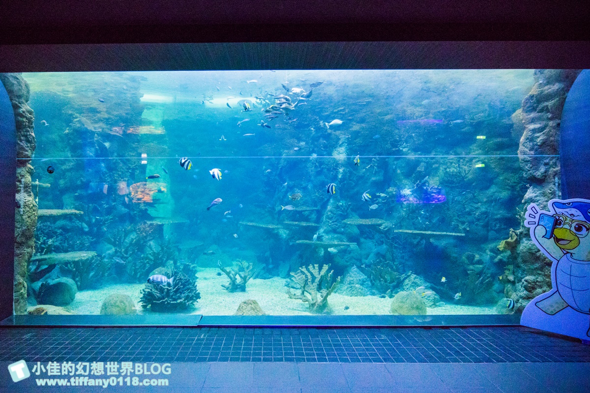 [澎湖景點]2021澎湖水族館全攻略/最優惠門票+活動時間表/超美海底隧道+必看大洋池餵食秀