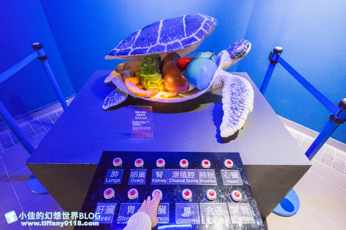 [澎湖景點]2021澎湖水族館全攻略/最優惠門票+活動時間表/超美海底隧道+必看大洋池餵食秀