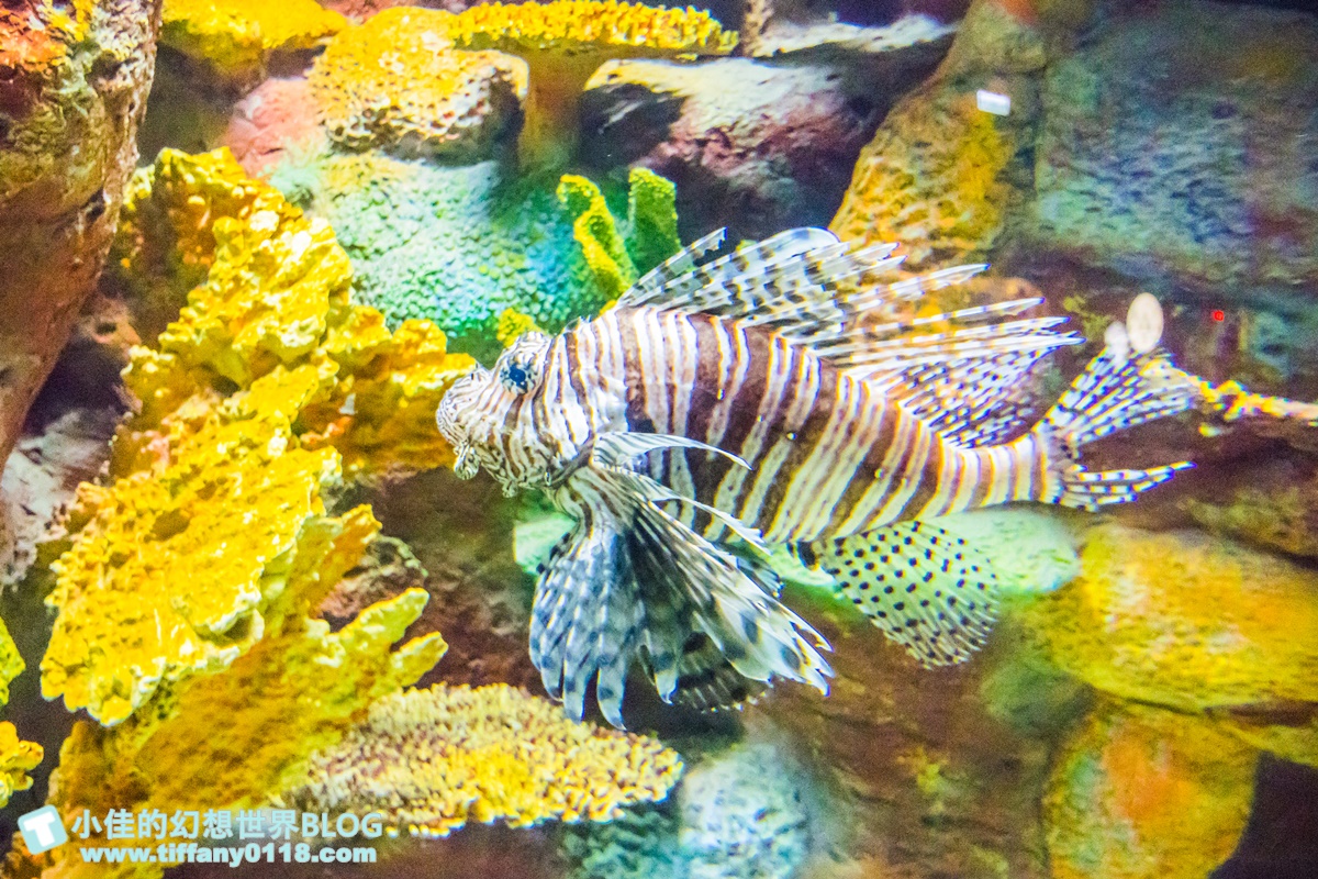 [澎湖景點]2021澎湖水族館全攻略/最優惠門票+活動時間表/超美海底隧道+必看大洋池餵食秀