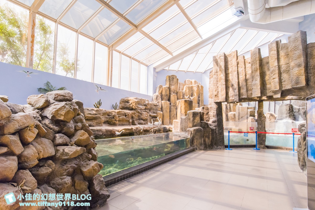 [澎湖景點]2021澎湖水族館全攻略/最優惠門票+活動時間表/超美海底隧道+必看大洋池餵食秀
