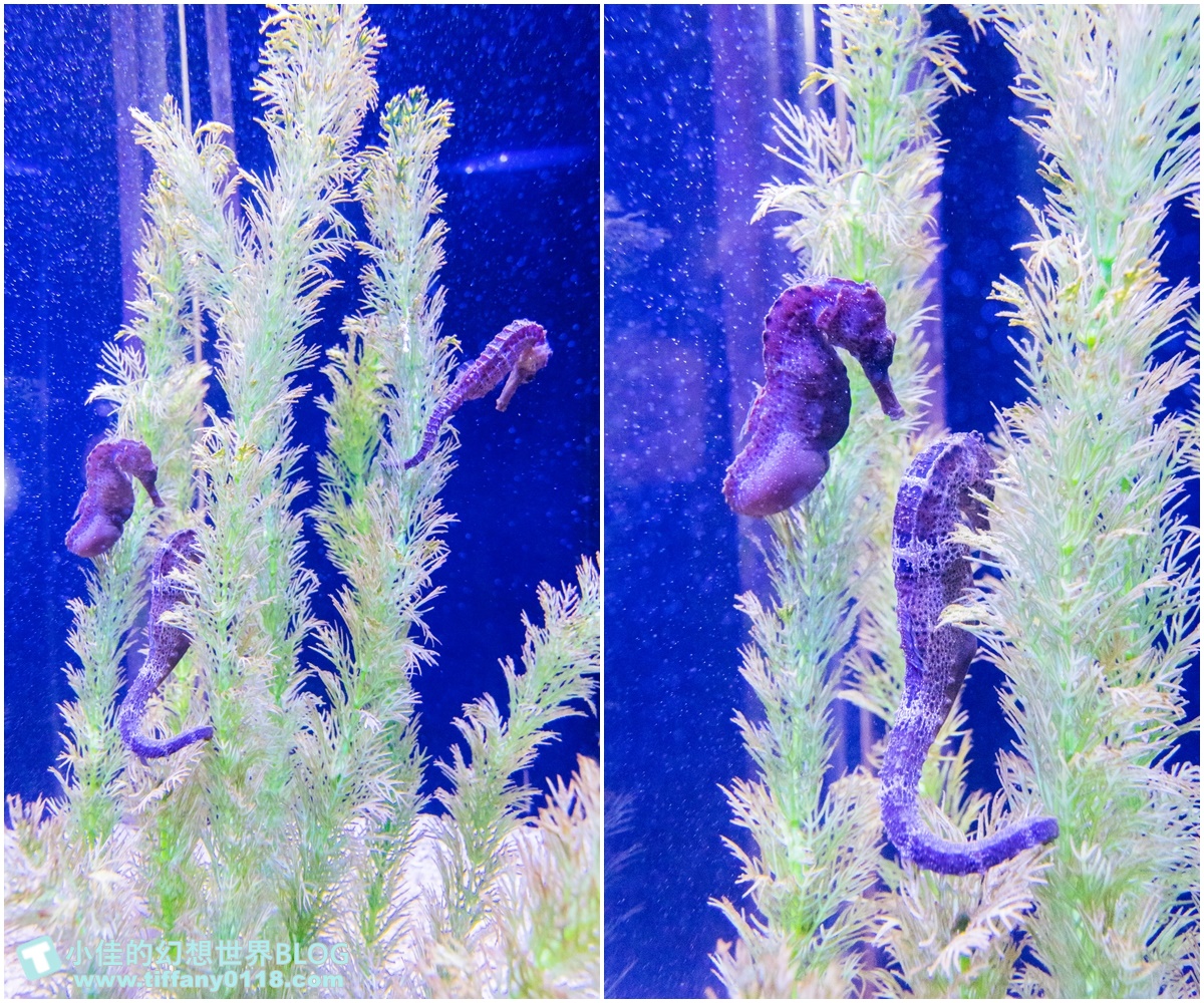 [澎湖景點]2021澎湖水族館全攻略/最優惠門票+活動時間表/超美海底隧道+必看大洋池餵食秀