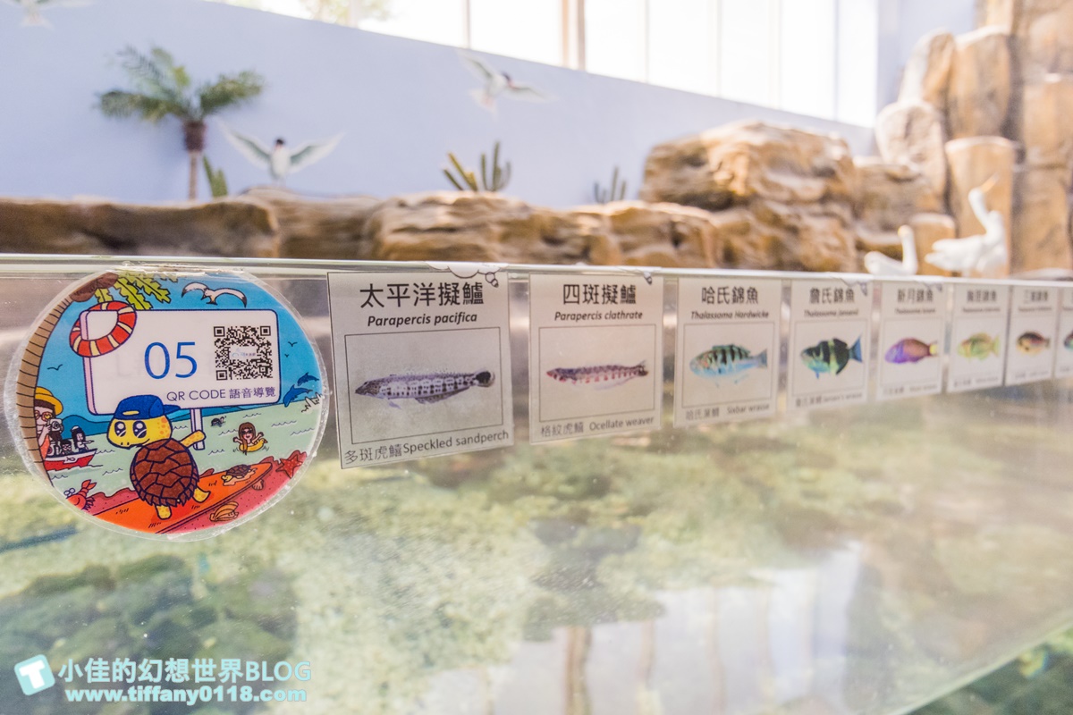 [澎湖景點]2021澎湖水族館全攻略/最優惠門票+活動時間表/超美海底隧道+必看大洋池餵食秀