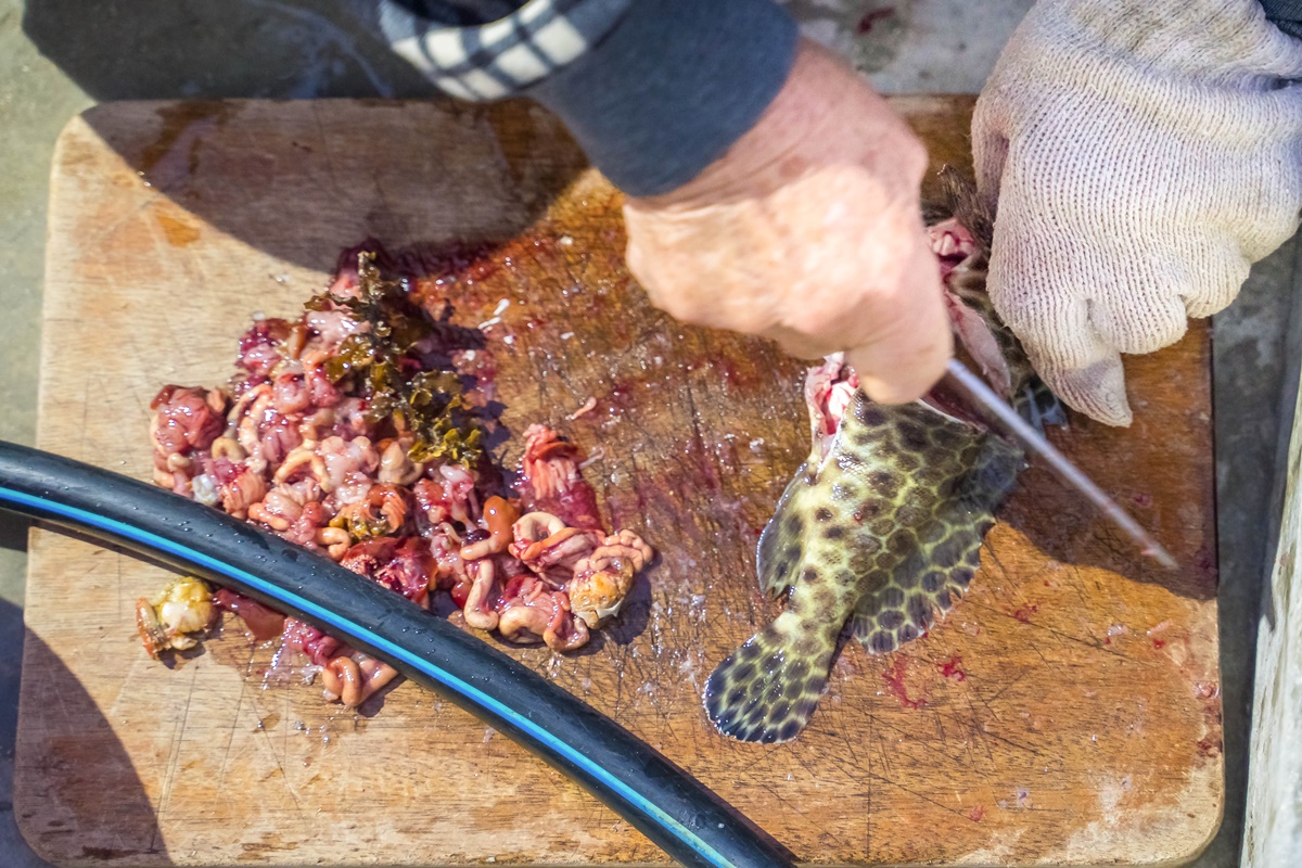 [澎湖行程]阿婆抱墩/全世界唯一的抱墩捕魚法/現抓石斑魚超有趣/澎湖抱墩體驗推薦