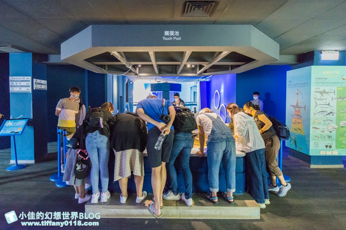 [澎湖景點]2021澎湖水族館全攻略/最優惠門票+活動時間表/超美海底隧道+必看大洋池餵食秀