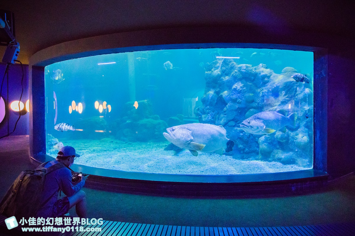[澎湖景點]2021澎湖水族館全攻略/最優惠門票+活動時間表/超美海底隧道+必看大洋池餵食秀