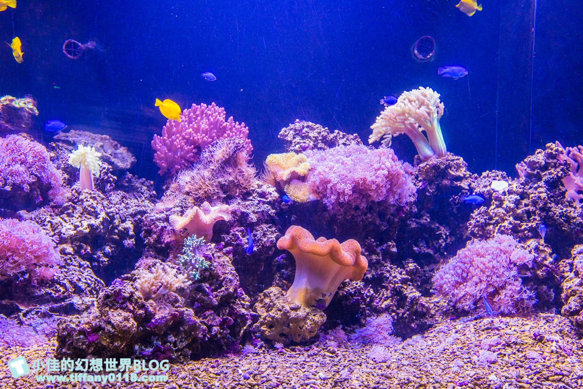 [澎湖景點]2021澎湖水族館全攻略/最優惠門票+活動時間表/超美海底隧道+必看大洋池餵食秀