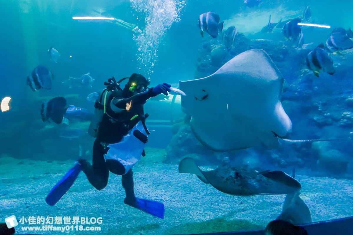 [澎湖景點]2021澎湖水族館全攻略/最優惠門票+活動時間表/超美海底隧道+必看大洋池餵食秀