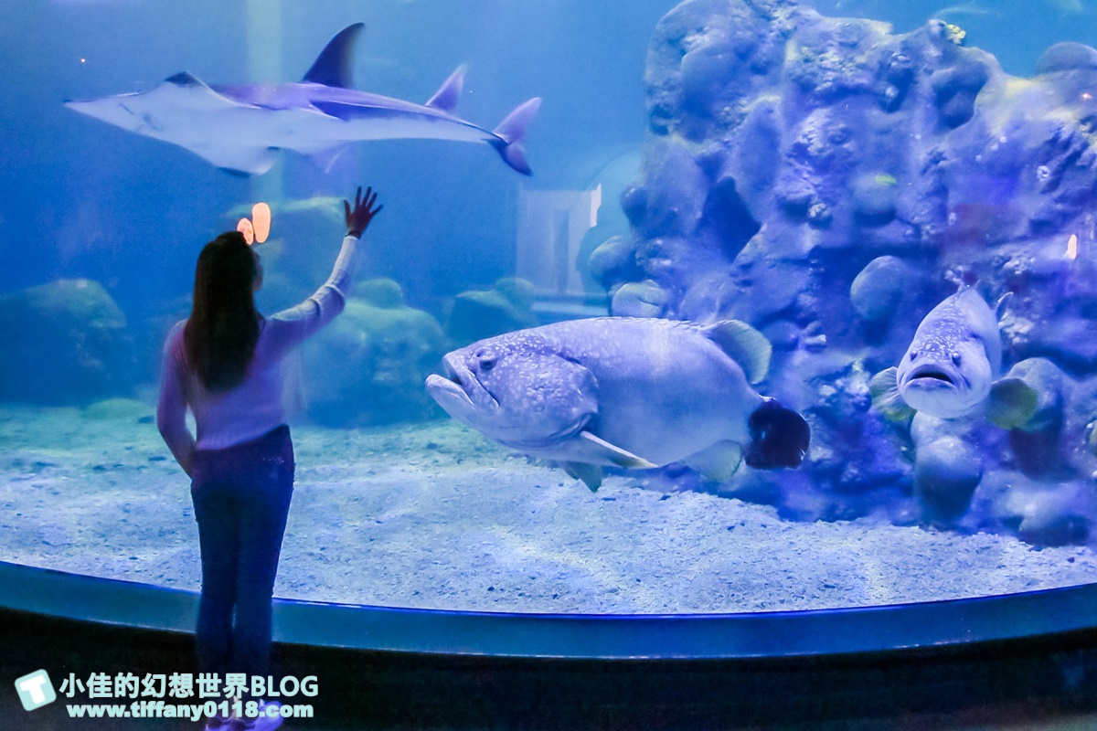 [澎湖景點]2021澎湖水族館全攻略/最優惠門票+活動時間表/超美海底隧道+必看大洋池餵食秀