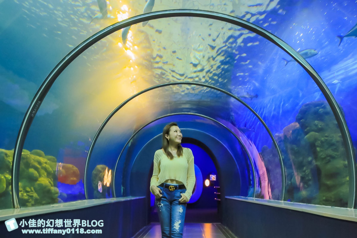 [澎湖景點]2021澎湖水族館全攻略/最優惠門票+活動時間表/超美海底隧道+必看大洋池餵食秀