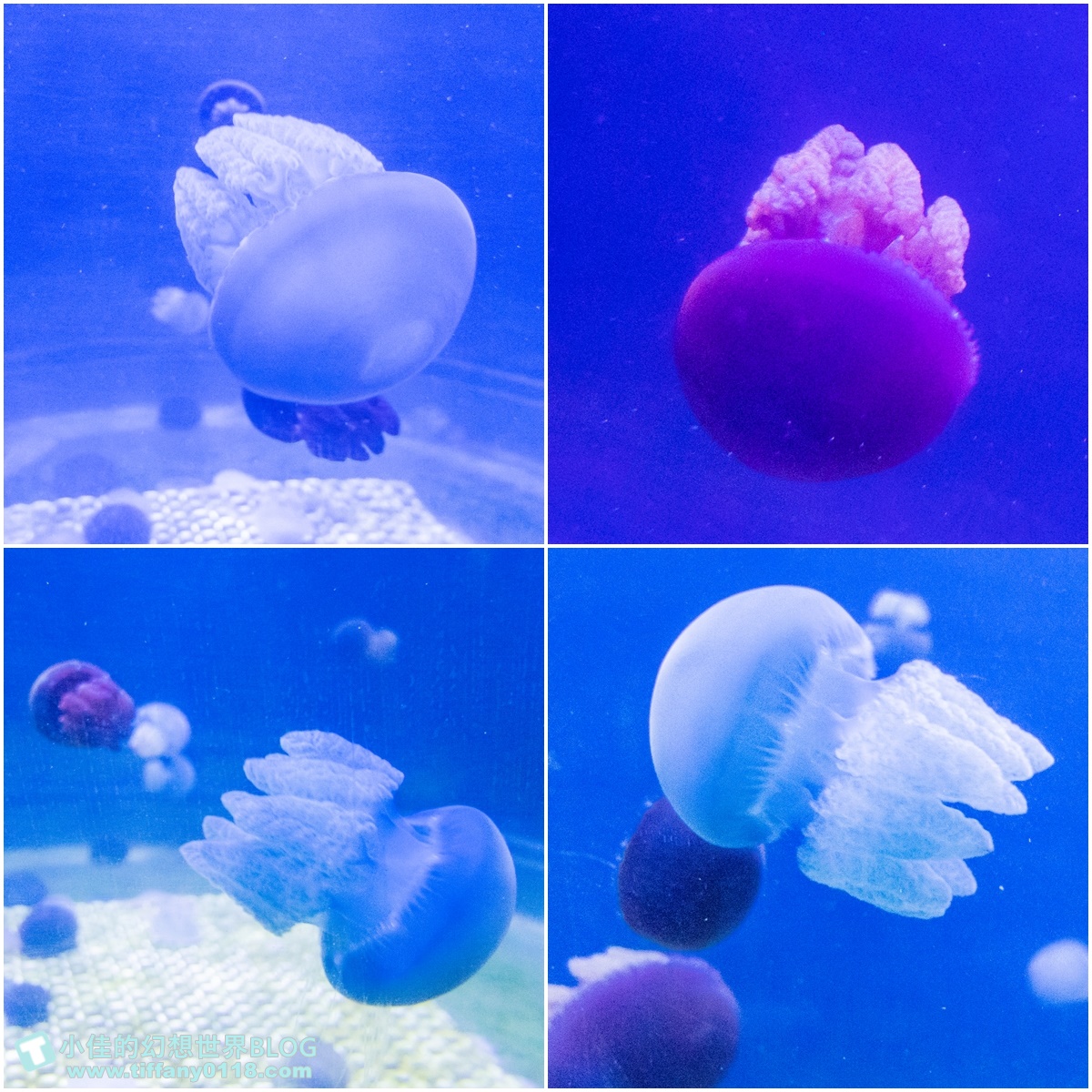 [澎湖景點]2021澎湖水族館全攻略/最優惠門票+活動時間表/超美海底隧道+必看大洋池餵食秀
