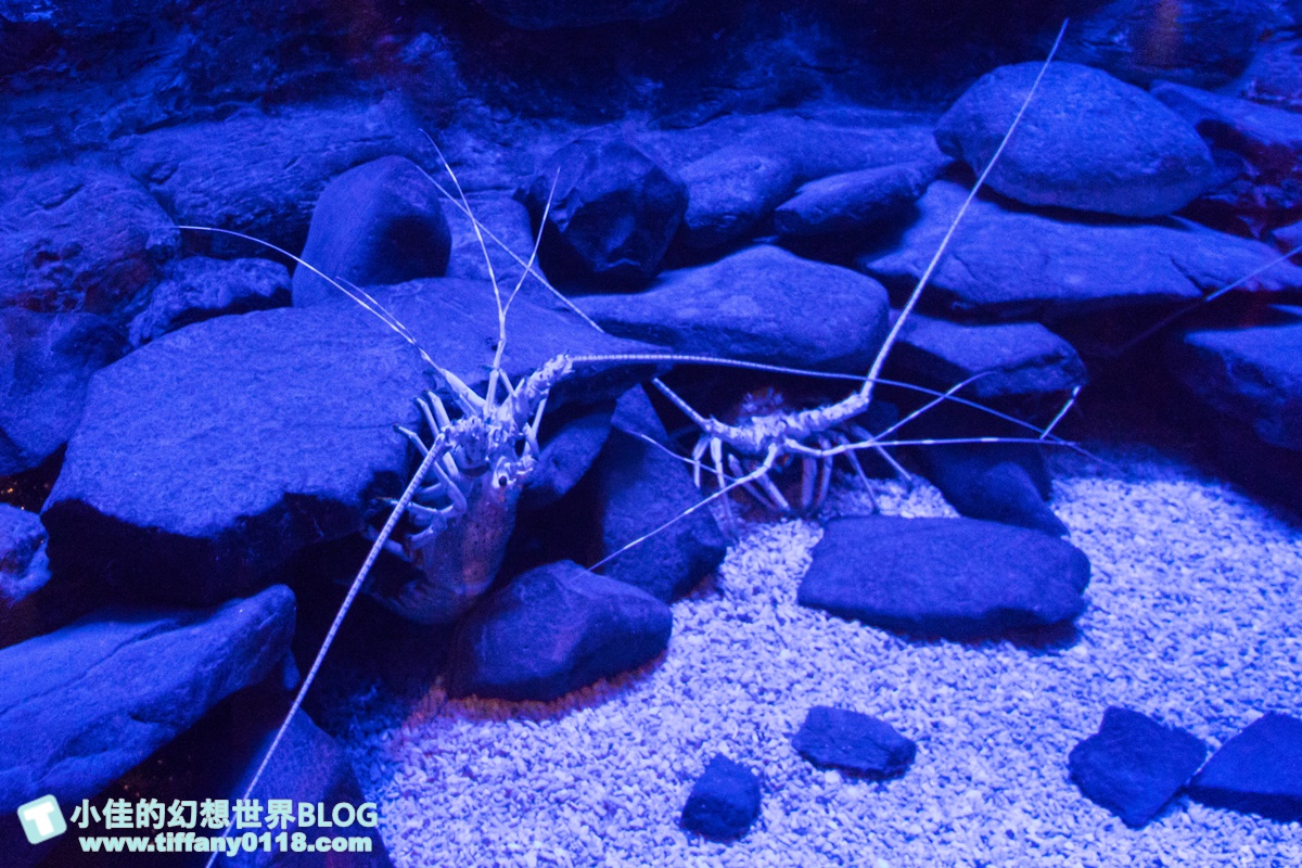 [澎湖景點]2021澎湖水族館全攻略/最優惠門票+活動時間表/超美海底隧道+必看大洋池餵食秀