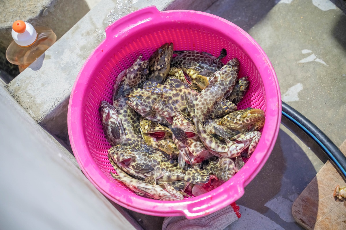 [澎湖行程]阿婆抱墩/全世界唯一的抱墩捕魚法/現抓石斑魚超有趣/澎湖抱墩體驗推薦