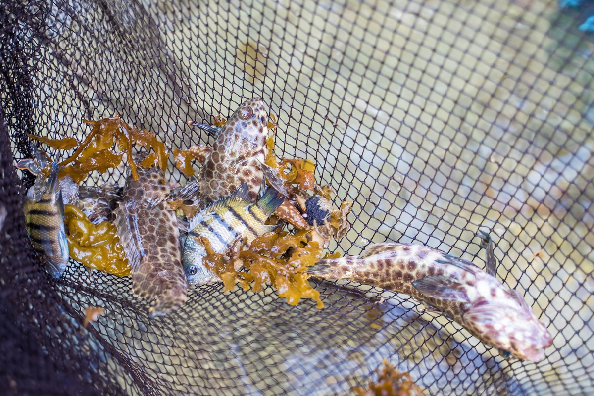 [澎湖行程]阿婆抱墩/全世界唯一的抱墩捕魚法/現抓石斑魚超有趣/澎湖抱墩體驗推薦