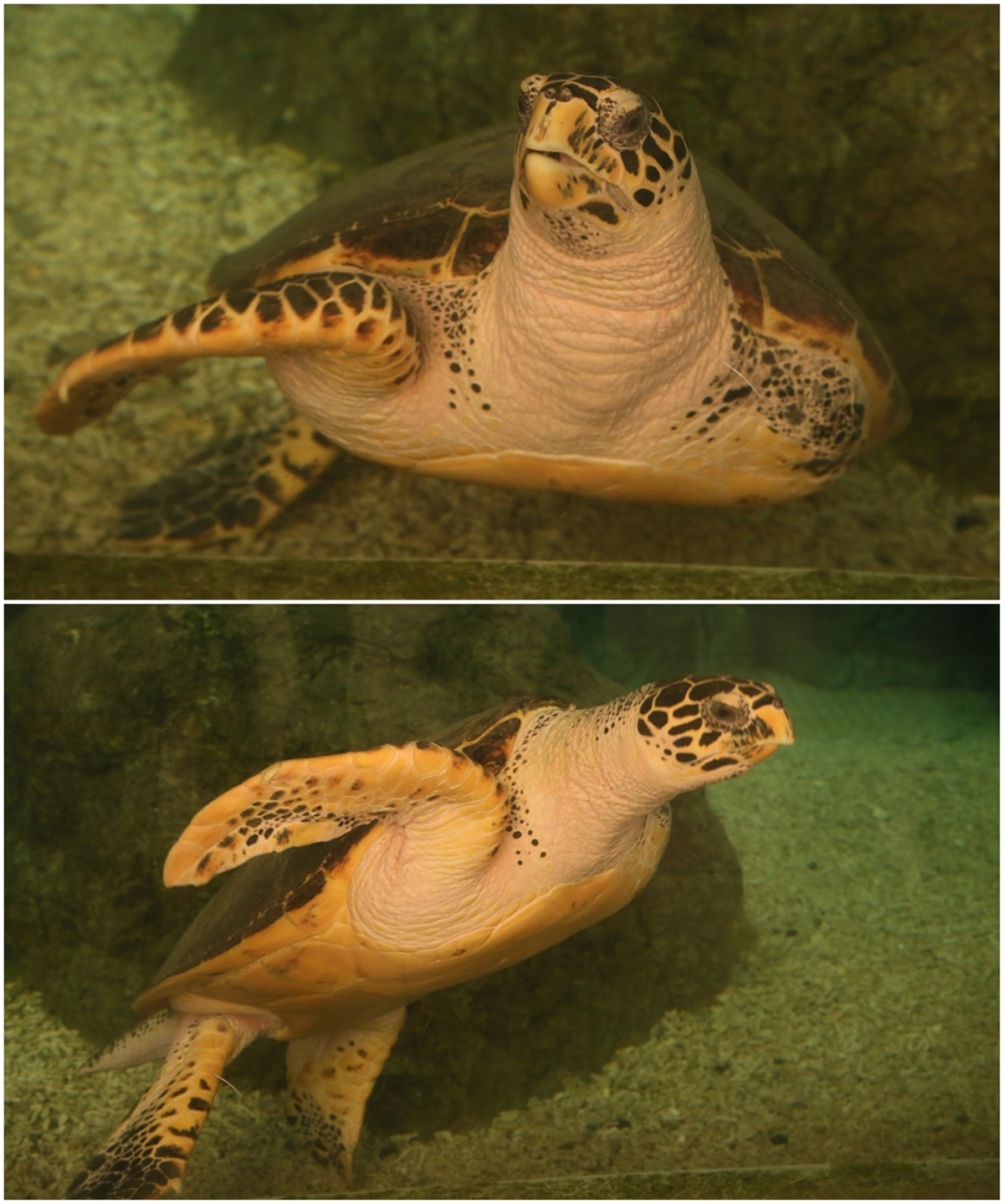 [澎湖景點]2021澎湖水族館全攻略/最優惠門票+活動時間表/超美海底隧道+必看大洋池餵食秀