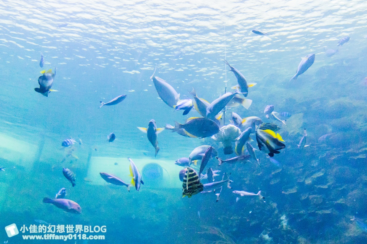 [澎湖景點]2021澎湖水族館全攻略/最優惠門票+活動時間表/超美海底隧道+必看大洋池餵食秀
