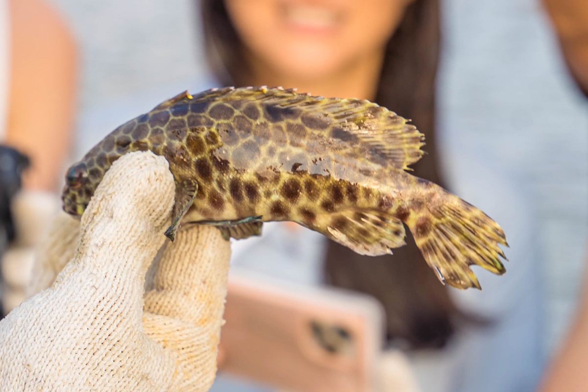 [澎湖行程]阿婆抱墩/全世界唯一的抱墩捕魚法/現抓石斑魚超有趣/澎湖抱墩體驗推薦
