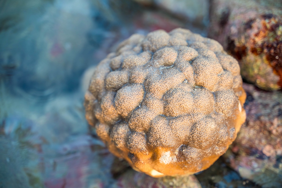 [澎湖行程]阿婆抱墩/全世界唯一的抱墩捕魚法/現抓石斑魚超有趣/澎湖抱墩體驗推薦