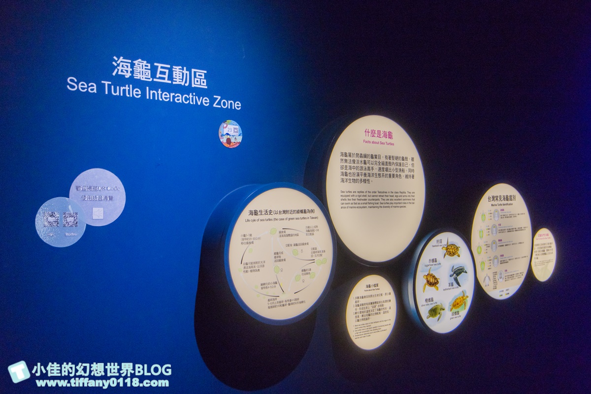 [澎湖景點]2021澎湖水族館全攻略/最優惠門票+活動時間表/超美海底隧道+必看大洋池餵食秀