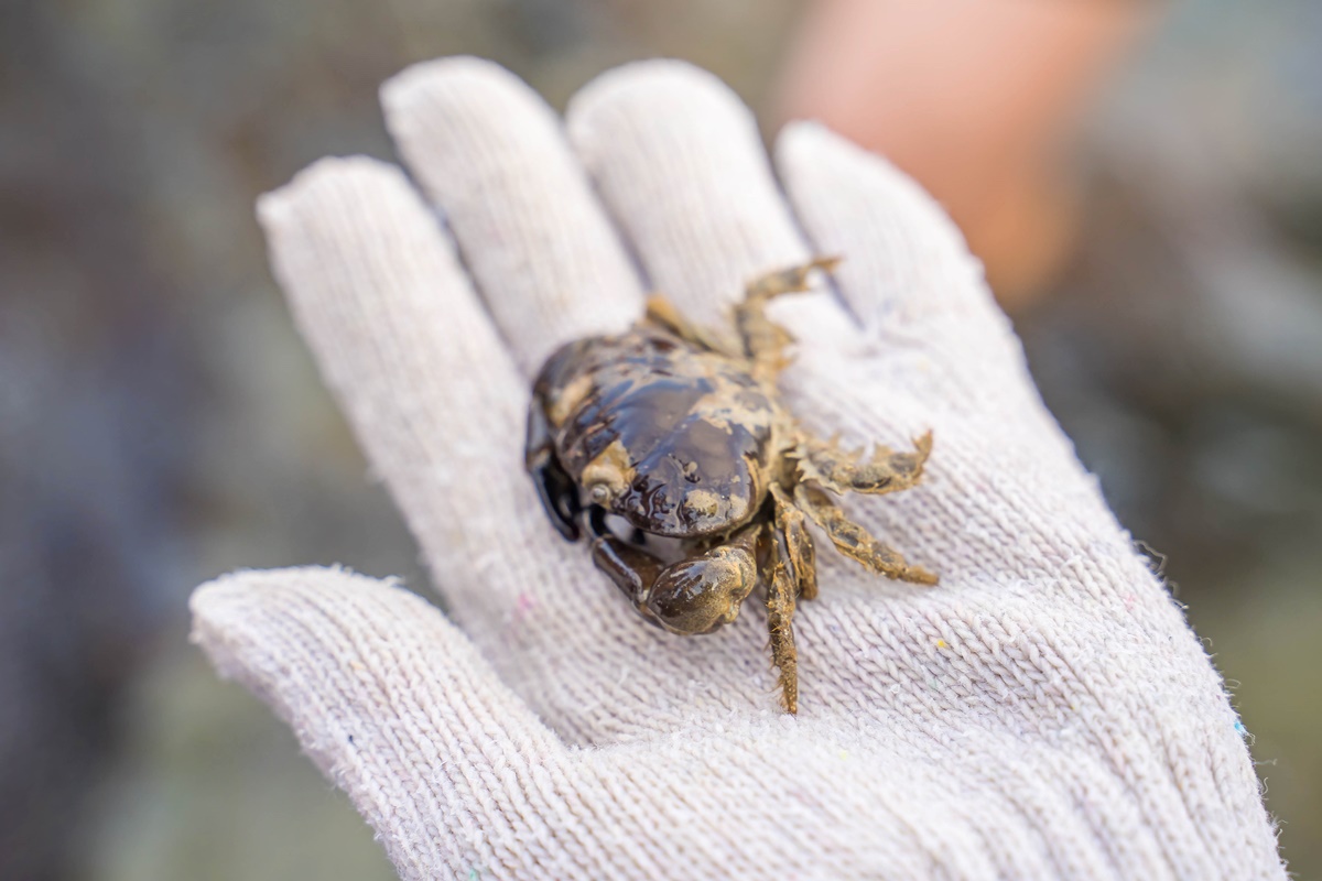 [澎湖行程]阿婆抱墩/全世界唯一的抱墩捕魚法/現抓石斑魚超有趣/澎湖抱墩體驗推薦
