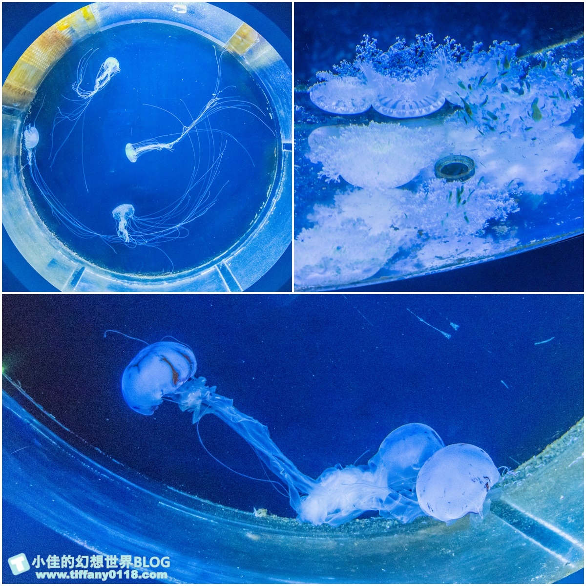 [澎湖景點]2021澎湖水族館全攻略/最優惠門票+活動時間表/超美海底隧道+必看大洋池餵食秀