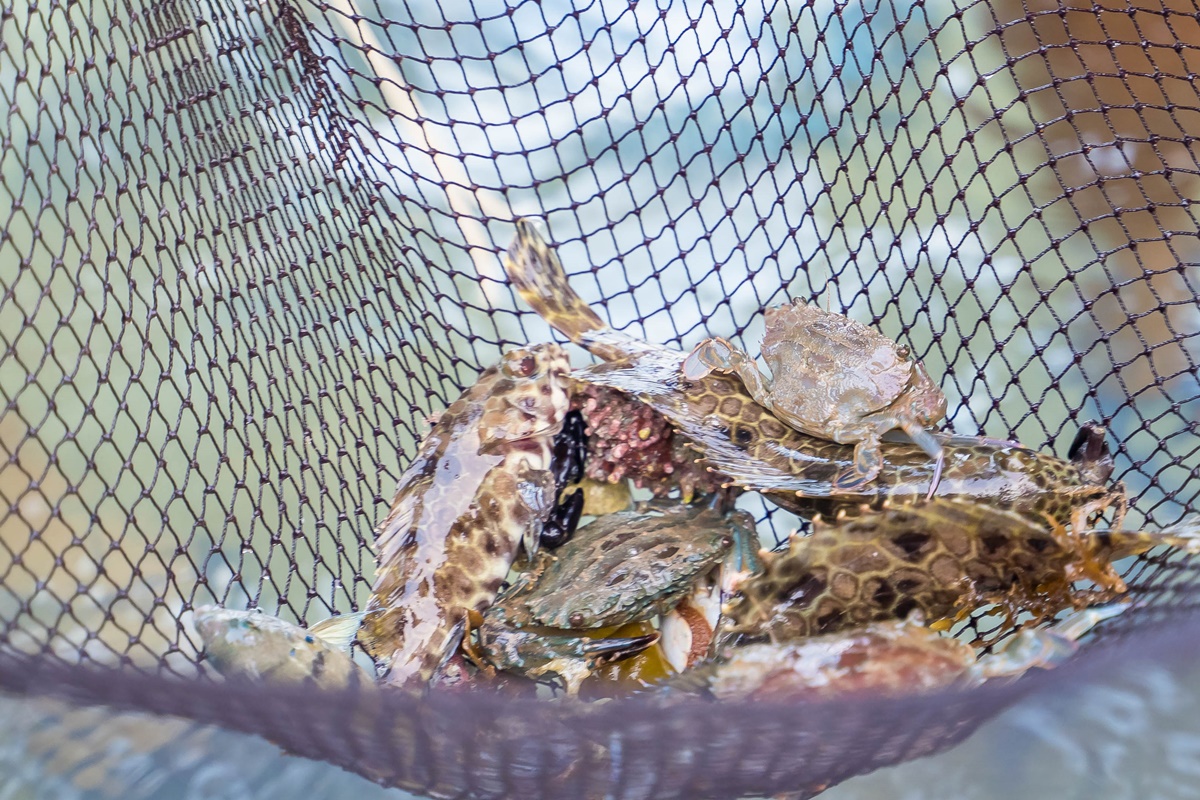 [澎湖行程]阿婆抱墩/全世界唯一的抱墩捕魚法/現抓石斑魚超有趣/澎湖抱墩體驗推薦