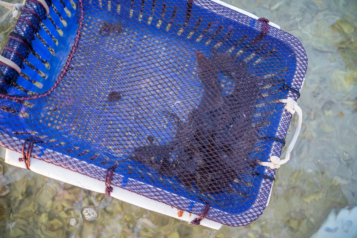 [澎湖行程]阿婆抱墩/全世界唯一的抱墩捕魚法/現抓石斑魚超有趣/澎湖抱墩體驗推薦